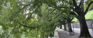 Arbres dans la ville de Genève