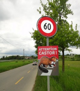 Panneau castor à Meinier