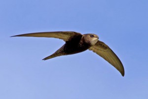 martinet vogelwarte