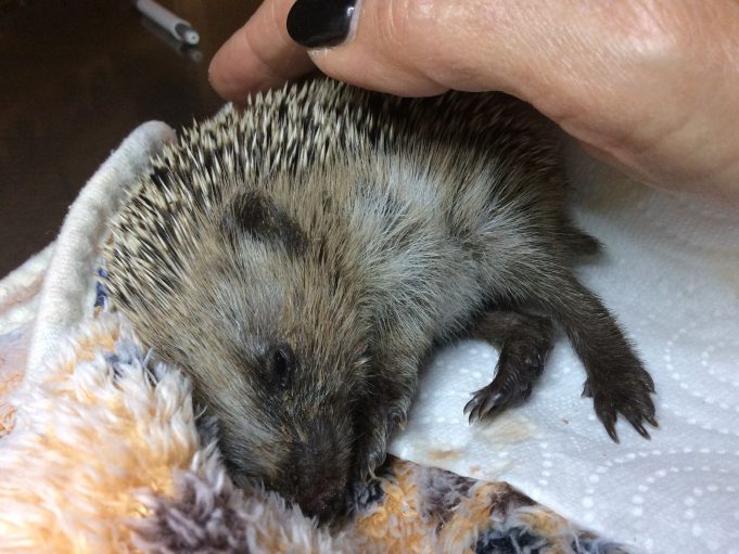 Miracle - Christina Meissner