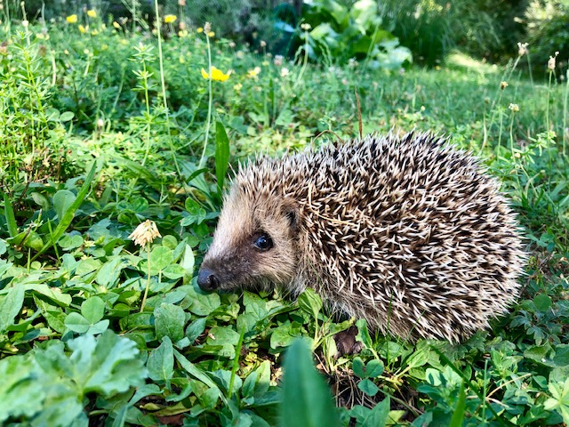 Un hérisson dans mon jardin