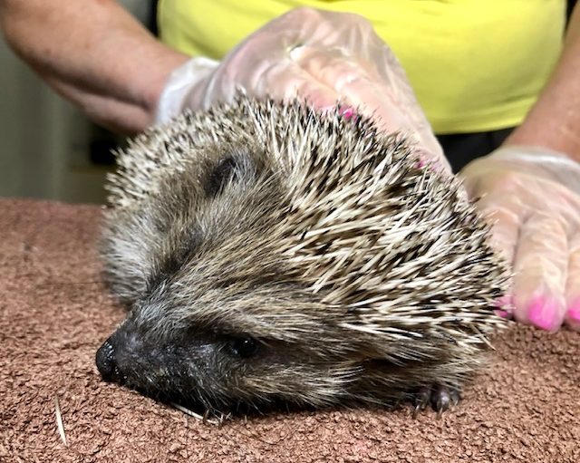 Banh Deo Christina Meissner