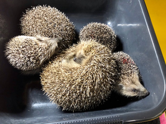 Rouky Christina Meissner