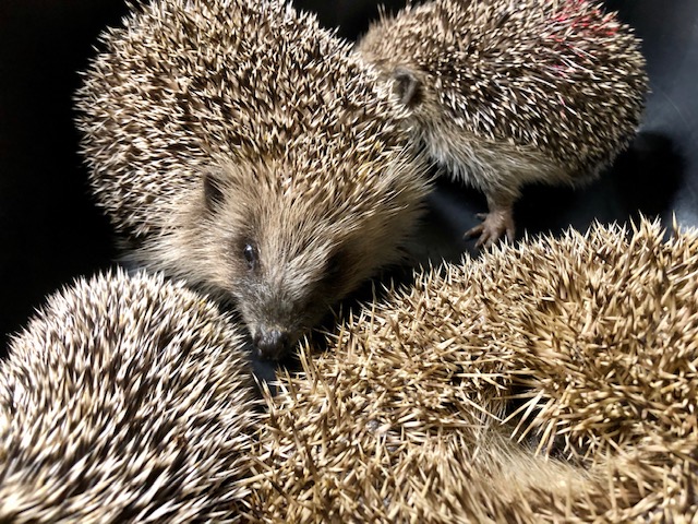 Rox Christina Meissner