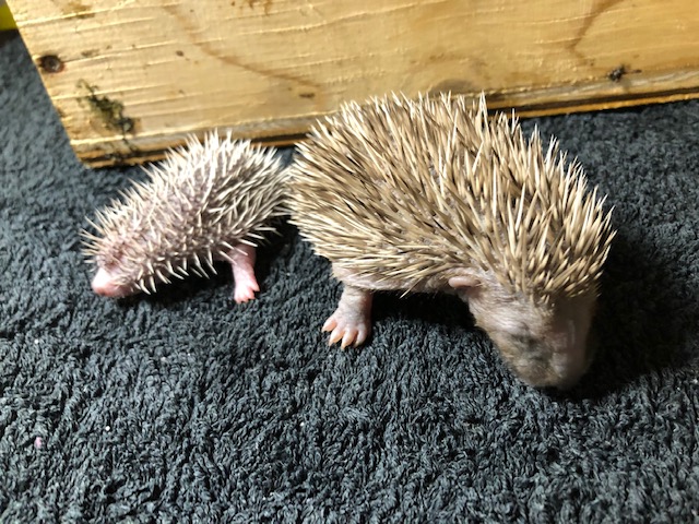 Rouky Christina Meissner